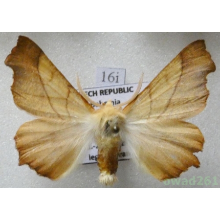 Ennomos fuscantaria (Haworth, 1809) male  Latalec najesioniak Czech16i